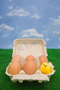 蛋盒里的小鸡