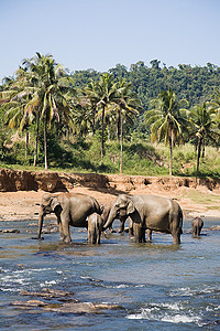 饮水池里的一群大象