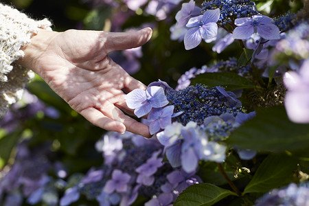 生长过程摄影照片_爱尔兰科克老年妇女在户外触摸正在生长的花朵特写
