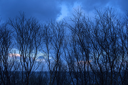 黄昏时分挪威罗福滕莱恩海面上裸露的树木的剪影