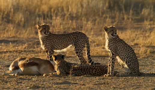 大家庭摄影照片_非洲卡拉加迪越境公园猎豹守卫猎杀