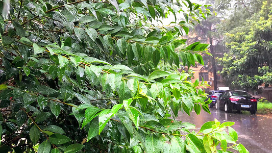 实拍自然风景暴雨雨水打在树叶上