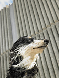 日本国旗国旗摄影照片_阿富汗猎犬的低角肖像