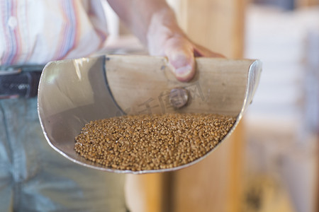 磨坊工人手持全麦籽粒铲在小麦磨内的特写