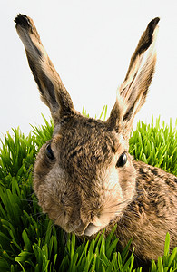 草丛中的兔子
