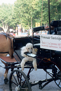 传统画摄影照片_普罗旺斯艾克斯市的马车