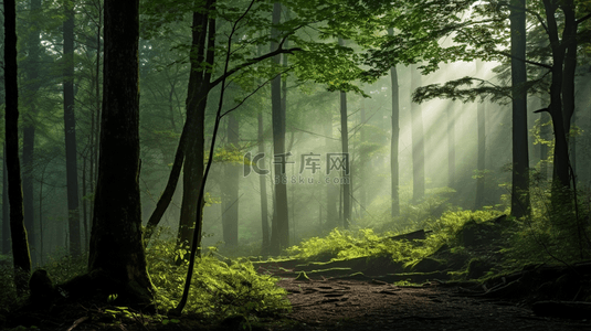 清新大自然背景图片_晨雾徘徊在森林里背景2