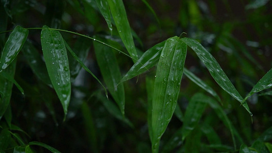 夏天雨季雨滴在树叶竹叶上实拍