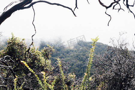 神秘摄影照片_美国加利福尼亚州大苏尔树枝迷雾森林景观
