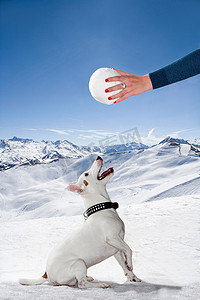 水里的手摄影照片_雪地里的狗仰望着雪球
