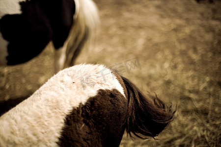 毛发动物摄影照片_两匹小马