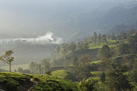 茶园喀拉拉邦印度