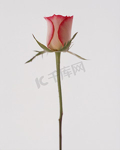 白色背景上的单朵粉色玫瑰花蕾