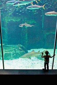 男孩在水族馆里欣赏鲨鱼