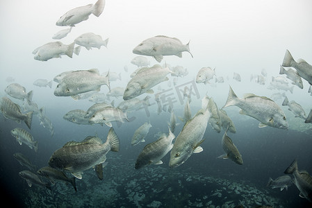 墨西哥昆塔纳鲁奥生物圈保护区的水下淡水泉周围聚集着斑点金枪鱼