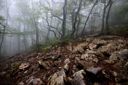 神秘摄影照片_雾蒙蒙的森林和岩石克里米亚乌克兰