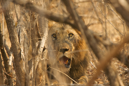 藏身于津巴布韦马纳池国家公园灌木丛中的雄狮