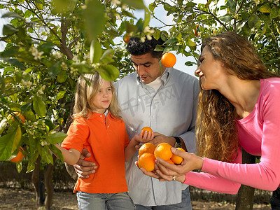 农用地摄影照片_小女孩和父母一起摘橙子