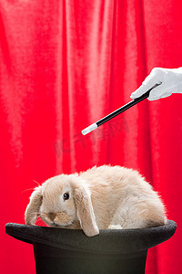 魔术兔子摄影照片_戴着大礼帽的兔子和拿着魔杖的魔术师
