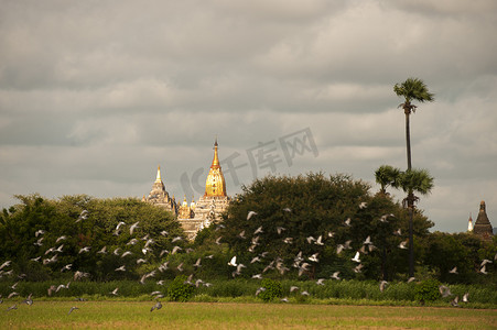 东南亚人摄影照片_飞翔的鸟儿背景中的宝塔缅甸蒲甘
