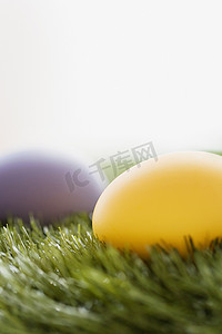 室内家族摄影照片_黄紫相间的鸡蛋