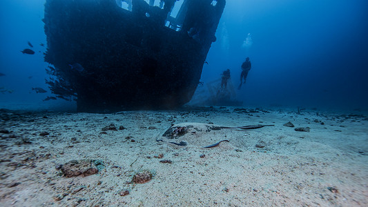 墨西哥坎昆南部黄貂鱼部分被埋在沉船下的沙子里
