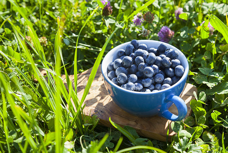 花园里的一杯新鲜采摘的蓝莓