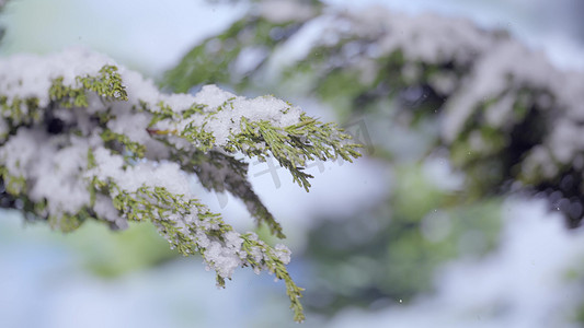 冬天寒冷雪中松树林积雪风景