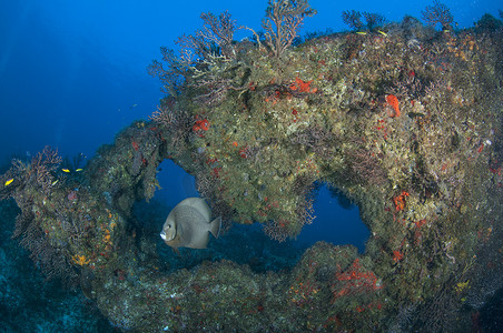 国潮神仙摄影照片_在暗礁间游动的灰色天使鱼卡托什昆塔纳鲁奥墨西哥