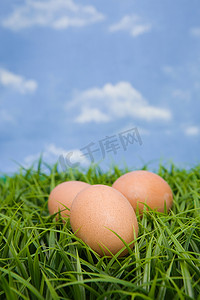 草地上的蛋