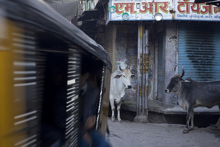 街道上的圣牛印度拉贾斯坦邦焦特布尔
