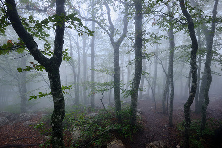 迷雾森林克里米亚乌克兰