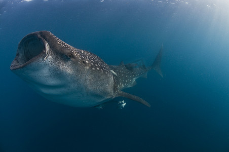 墨西哥海岛加勒比海水域以鱼卵为食的鲸鲨