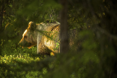 芬兰泰加森林中的棕熊