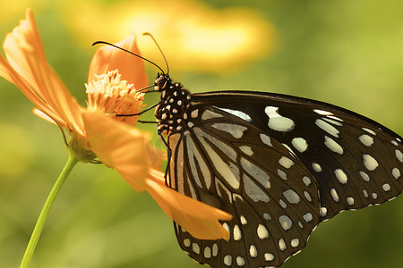 印度喀拉拉邦一朵花上的蓝虎蝶