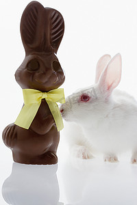 兔子闻着巧克力味