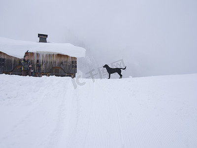 动物没家摄影照片_法国弗莱恩雪地上的狗