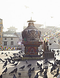 尼泊尔加德满都的鸽群和佛塔