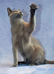 动物没家摄影照片_抬起爪子的缅甸猫