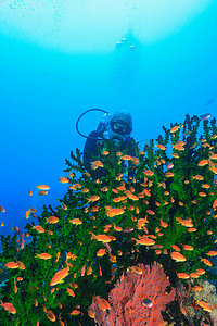 被污染的肺摄影照片_潜水员在珊瑚礁赏鱼