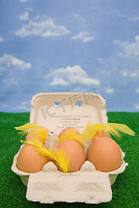 蛋盒里的鸡蛋上有羽毛