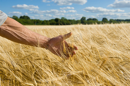 农民在麦田里手把手检查麦穗