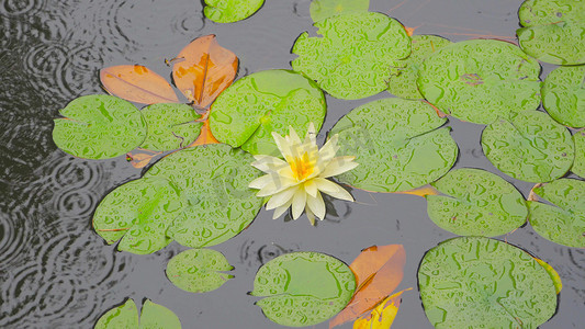 实拍夏季下雨天池塘里盛开的睡莲