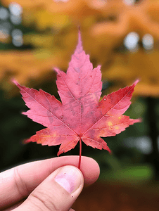 秋天的一片枫叶摄影