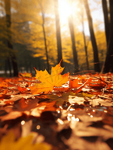 秋天树叶落叶摄影照片_秋天的落叶特写摄影