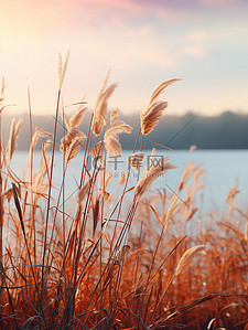 湖边背景图片_秋天湖边的芦苇秋色背景19