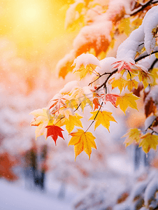 枫叶飘落摄影照片_雪花飘落在树叶上