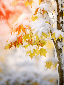 雪花飘落在树叶上