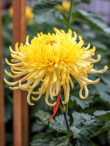 盛开的菊花重阳节