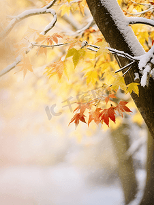 枫叶飘落摄影照片_雪花飘落在树叶上